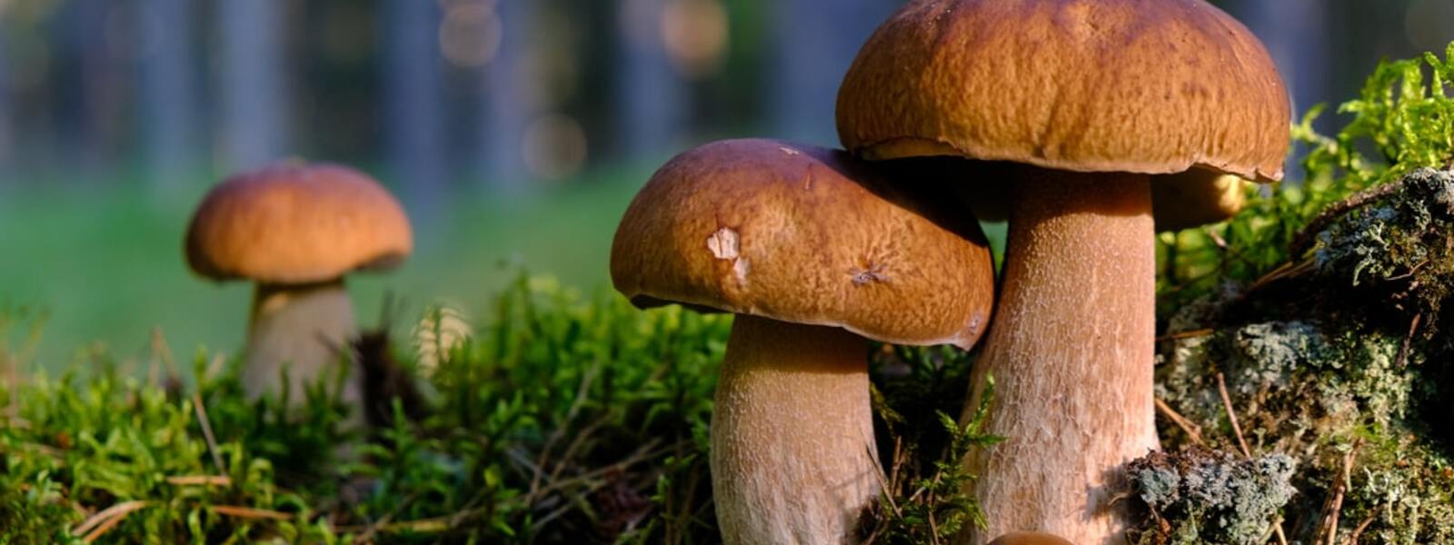 Какие грибы нельзя собирать 2023. Незнакомые грибы. В лес за грибами. Грибы в тверской области. Белый гриб выкручивают.