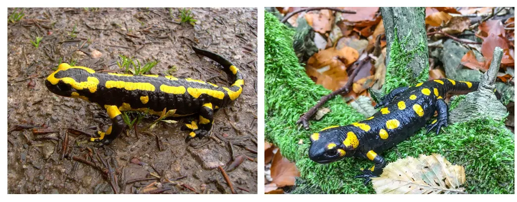 Die Bilder zeigen jeweils einen Feuersalamander im Wald.
