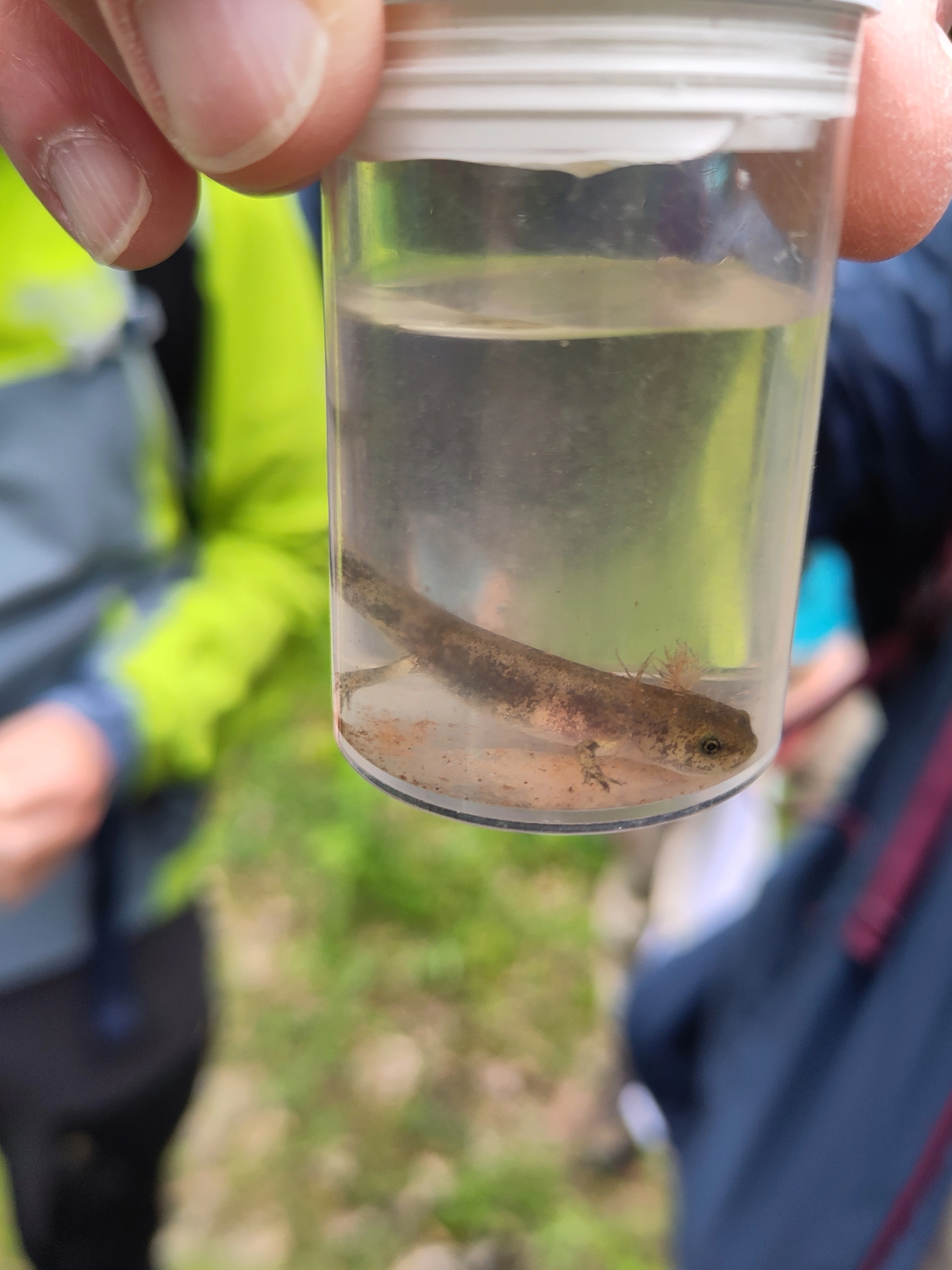 Das Bild zeigt eine Hand, die eine Becherlupe mit einer Feuersalamander-Larve hochhält.