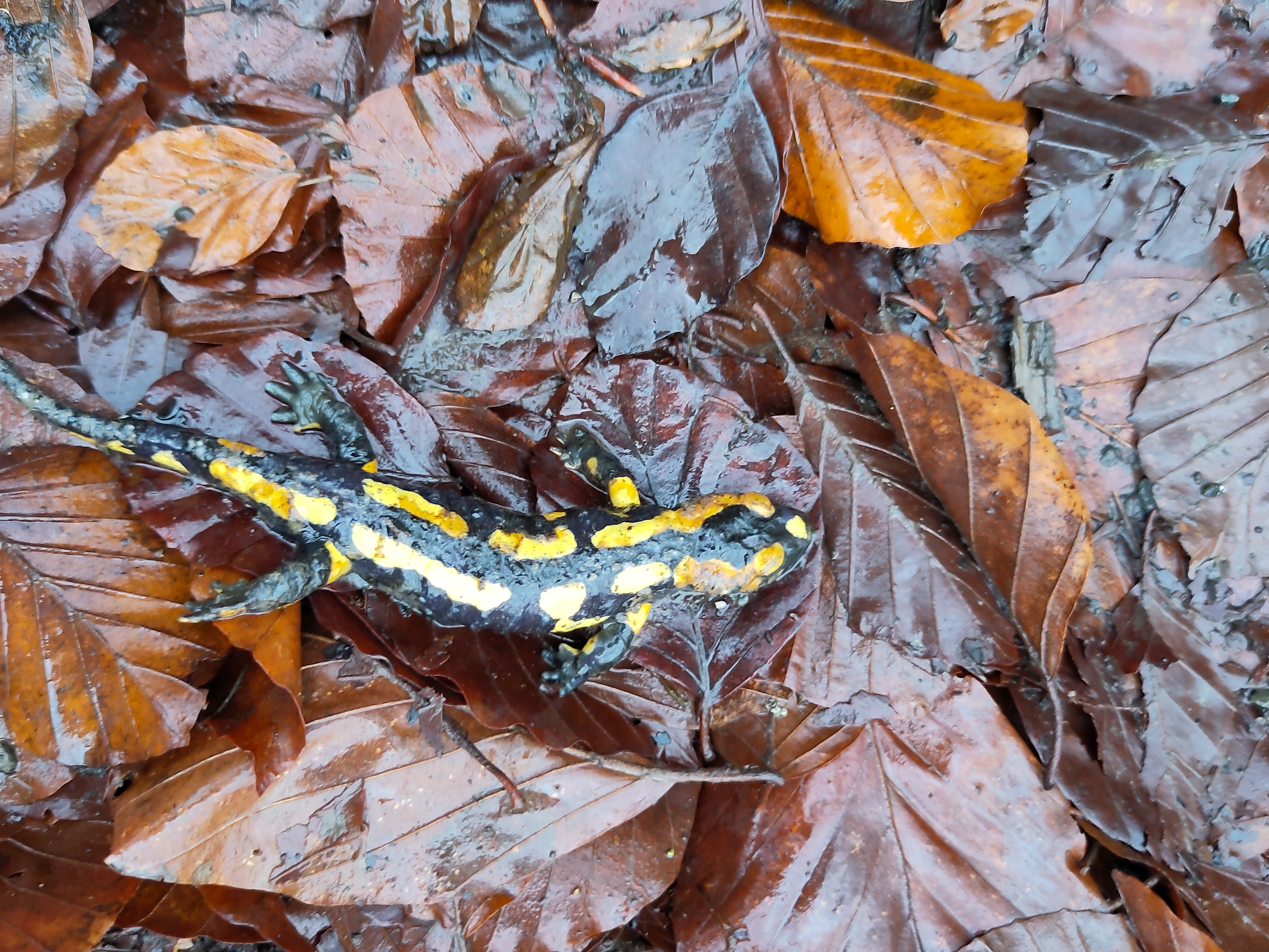 Das Bild zeigt einen toten Salamander, der auf Buchenlaub liegt.