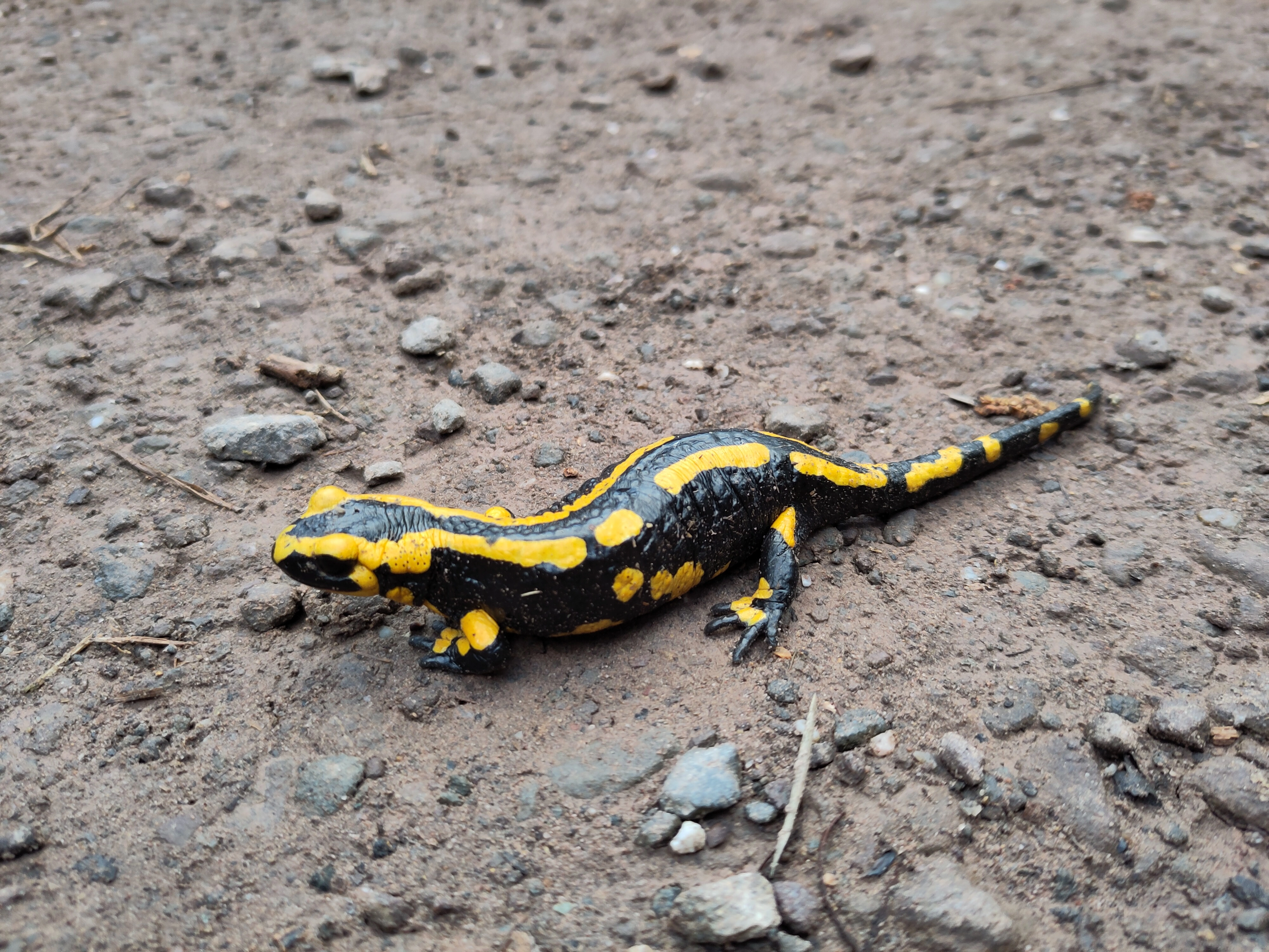 Das Bild zeigt einen Feuersalamander auf einem Waldweg.