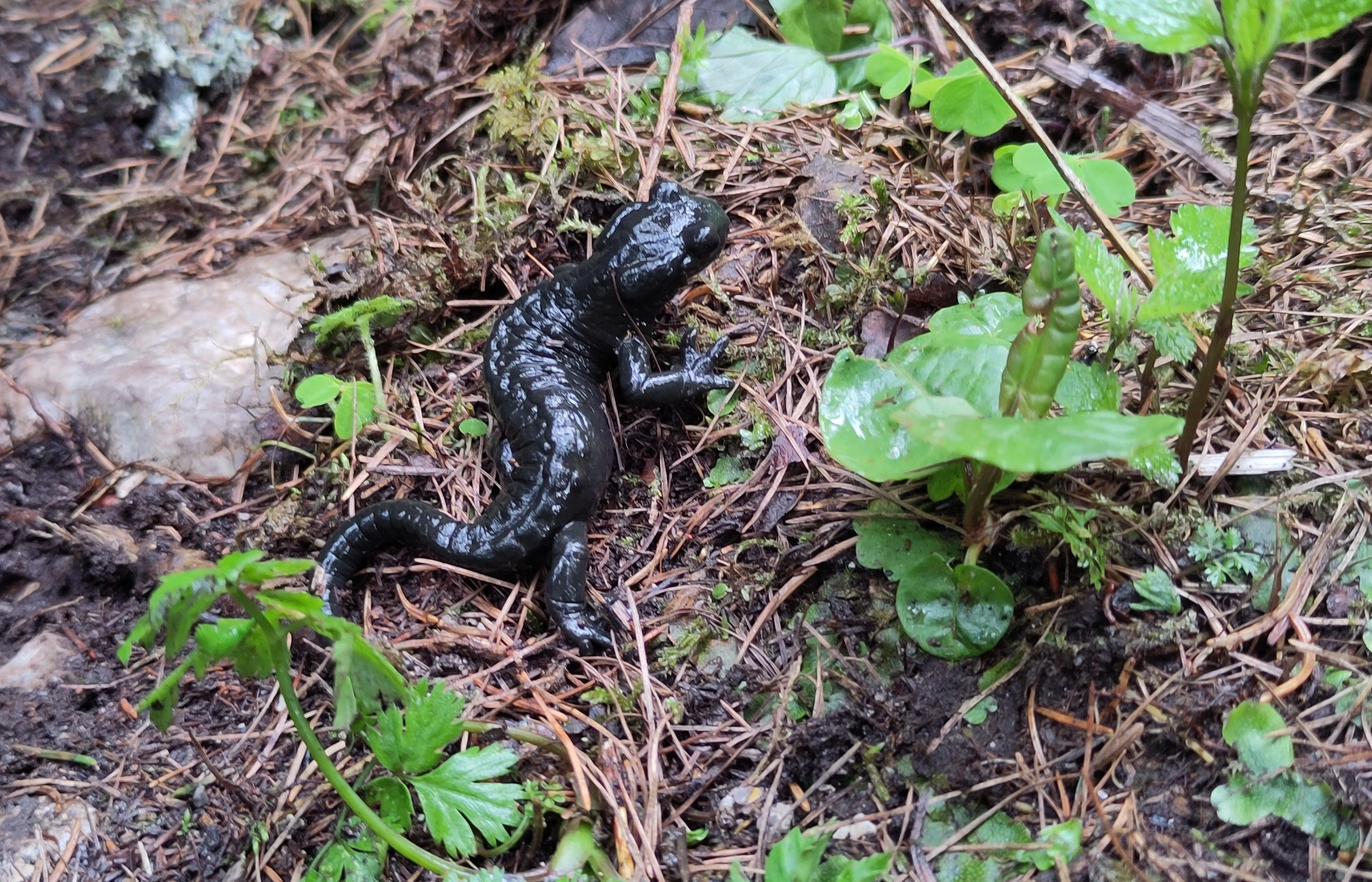 Das Bild zeigt einen Alpensalamander (ganz in schwarz mit der typischen Drüsenleiste am Rücken).