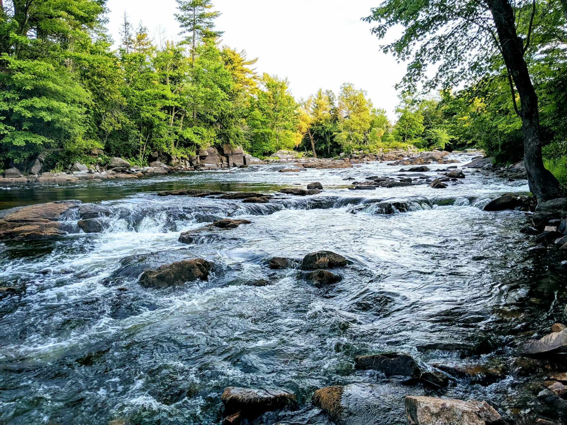 Das Foto zeigt einen Fluss in einem Waldgebiet