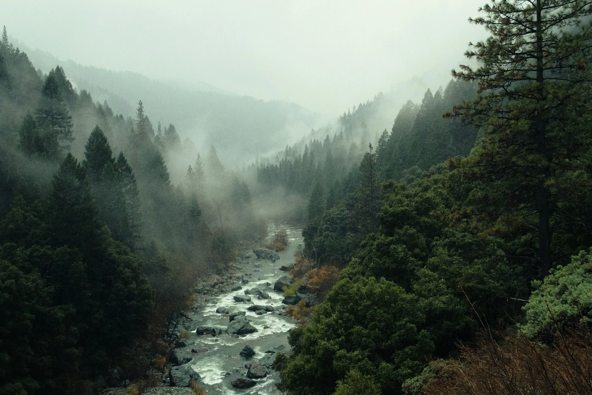 ein Mischwald mit Nebel, durch den Fluss fließt