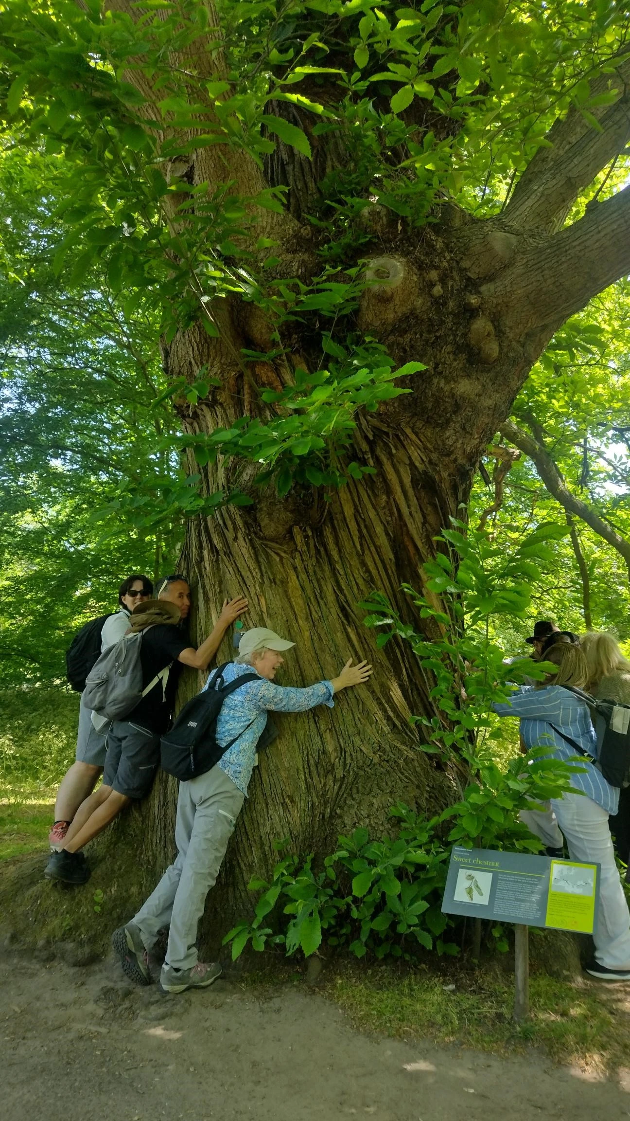 A group of Westminster Connects volunteers hugging a large tree at Kew Gardens