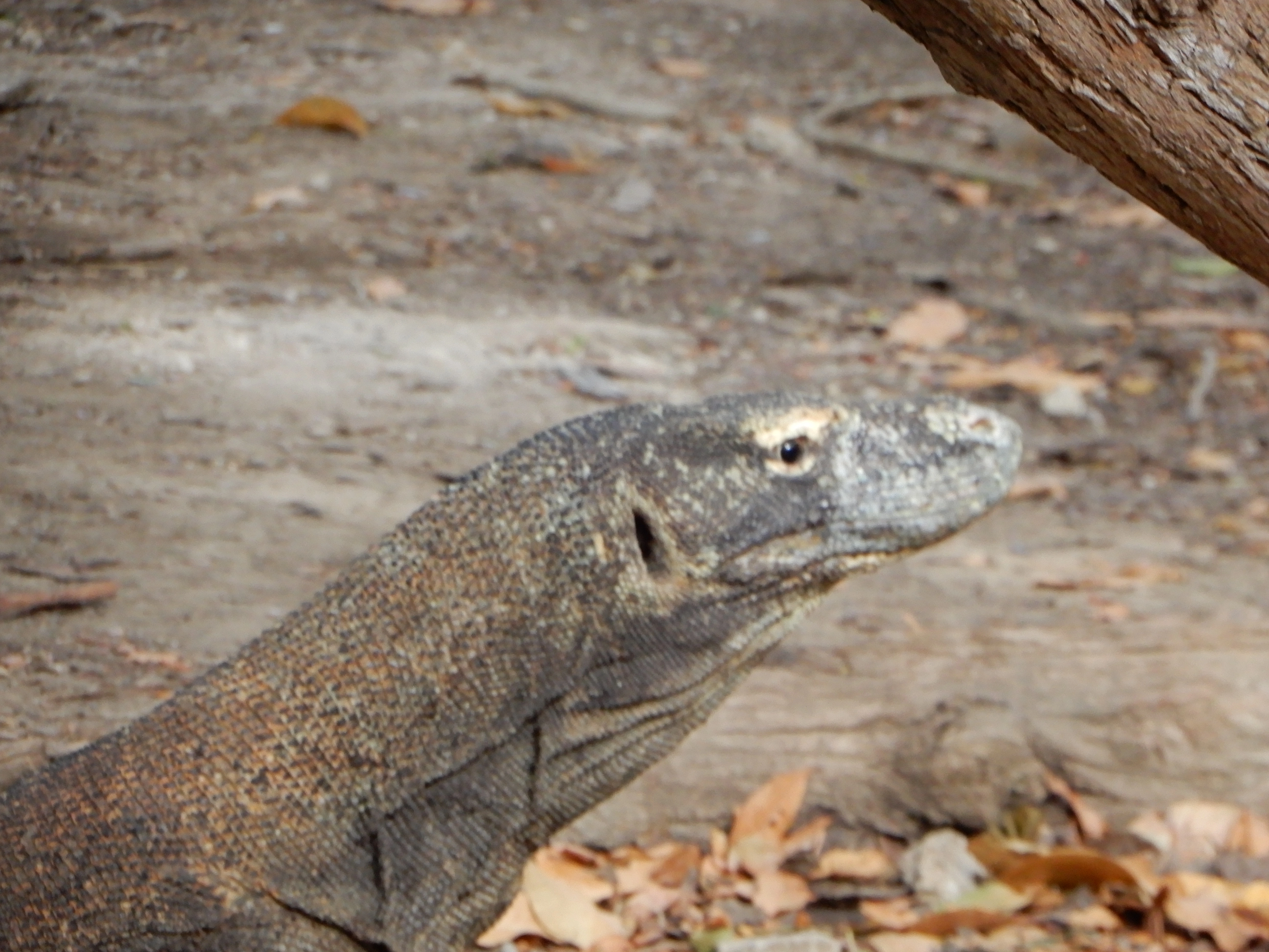 Komodowaran