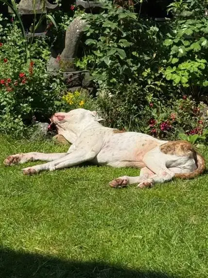 Afbeelding
met
buitenshuis,
gras,
plant,
zoogdier
Door
AI
gegenereerde
inhoud
is
mogelijk
onjuist.