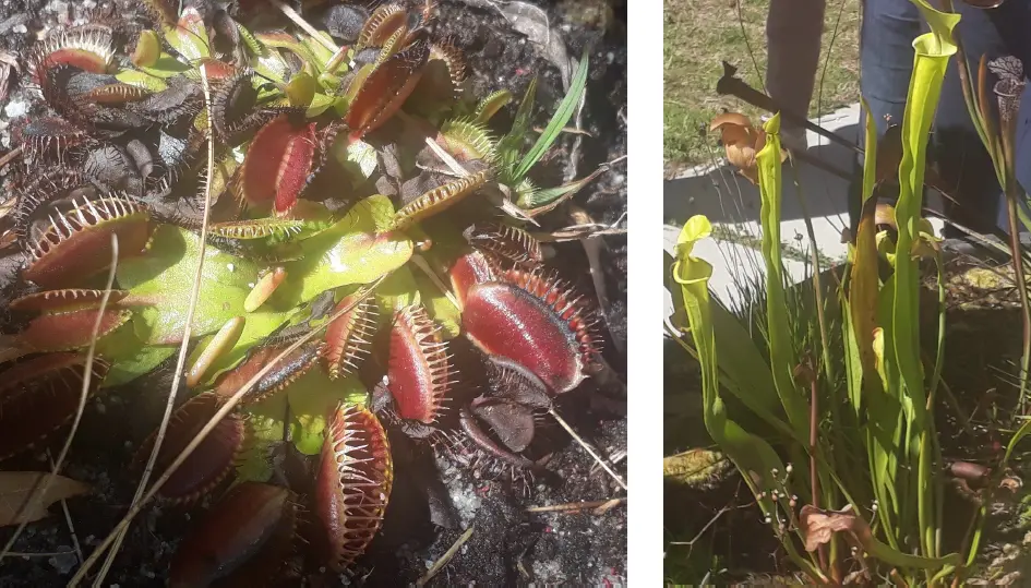 Carnivorous Plants: Venus Flytrap and Pitcher Plants in UNCW